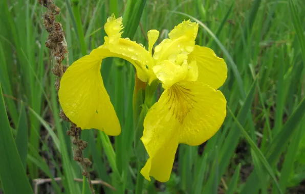 Picture petals, meadow, iris