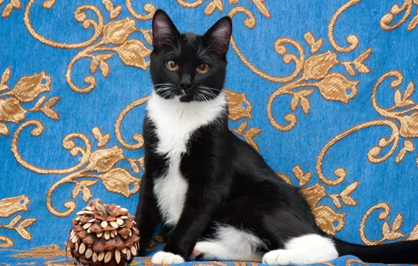Cat, cat, pose, kitty, black and white, toy, sitting, blue background