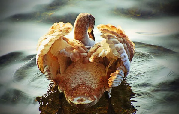 Picture water, swans, floats, tail