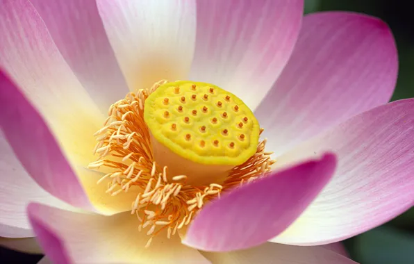 Macro, petals, Lotus