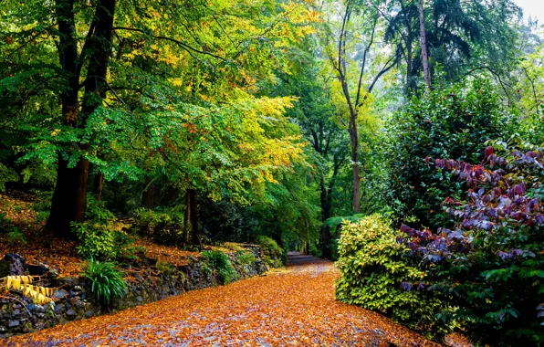 Picture autumn, leaves, trees, yellow, Park, Australia, track, the bushes