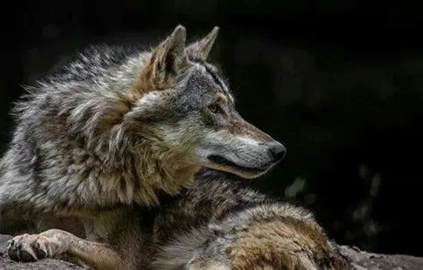 Fantasy, nature, art, snow, predator, face, animal, wolf