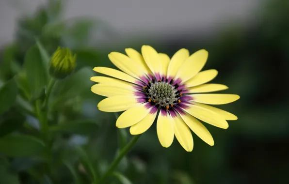 Flower, osteospermum, African Daisy