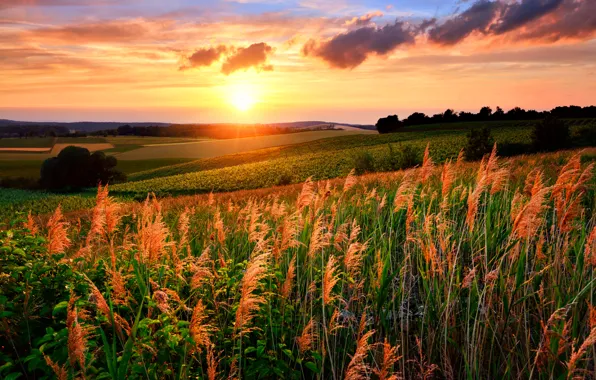 Field, grass, sunset