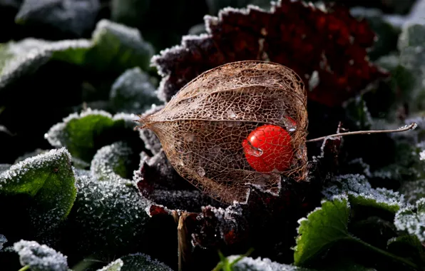 Frost, leaves, nature, plant, frost, physalis