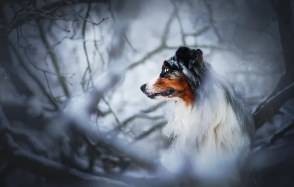 Picture nature, background, dog