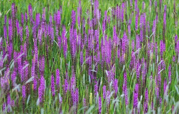 Field, grass, flowers, glade, meadow, pink, field, inflorescence