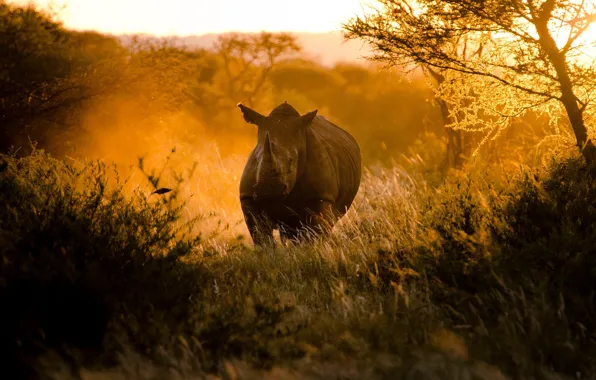 The sun, light, sunset, nature, Africa, Rhino, By Craig Pitchers