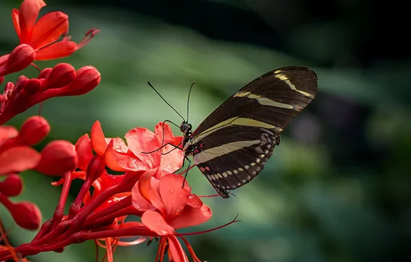 Macro, wings, Butterfly, beautiful, flowers, closeup