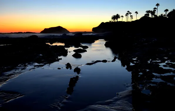 Beach, palm trees, dawn, Laguna Beach, southern California
