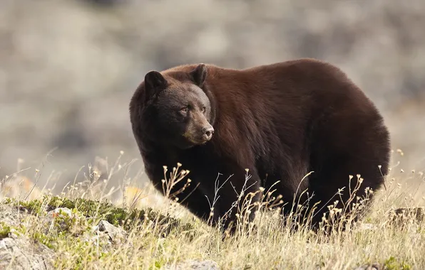 Nature, background, bear