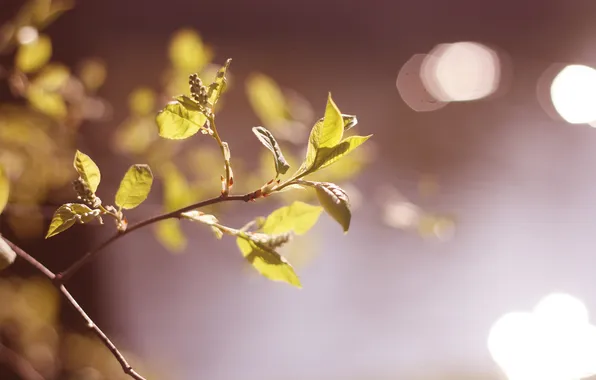 Leaves, glare, branch, spring, flowering