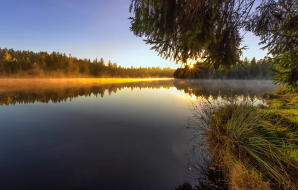 Picture grass, the sun, branches, fog, shore, morning, needles, pond