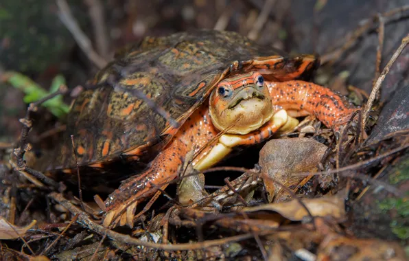 Eyes, look, leaves, branches, orange, muzzle, bug, water