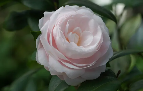 Picture close-up, pink, Camellia