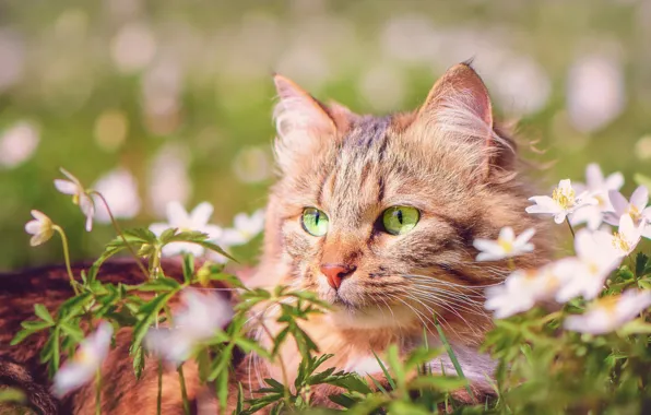 Cat, summer, grass, cat, look, face, flowers, nature