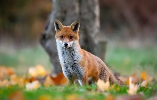 Picture autumn, look, blur, Fox, red, bokeh