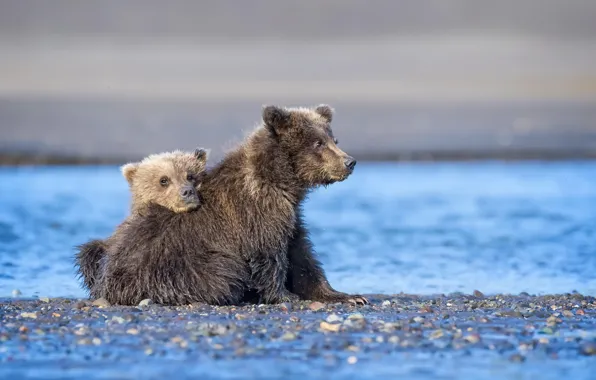 Picture river, nature, bear