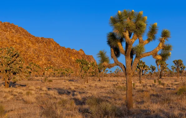 The sky, trees, sunset, mountains
