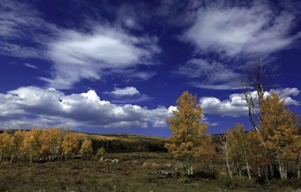 Autumn, forest, the sky, clouds, trees, landscape, stones, birch