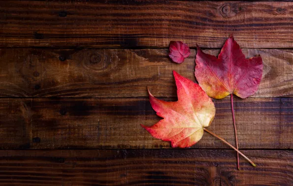 Autumn, leaves, background, Board, colorful, maple, wood, background