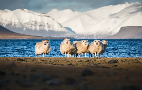 Mountains, nature, sheep