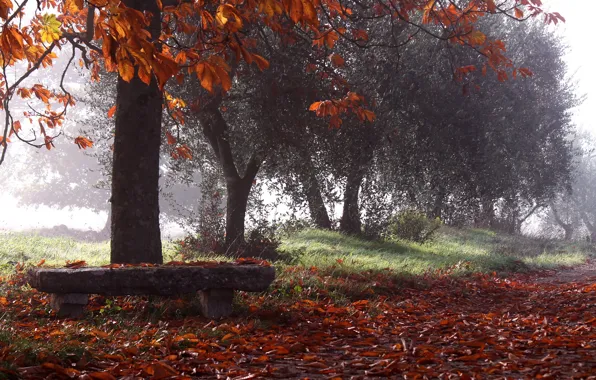 Autumn, Park, bench