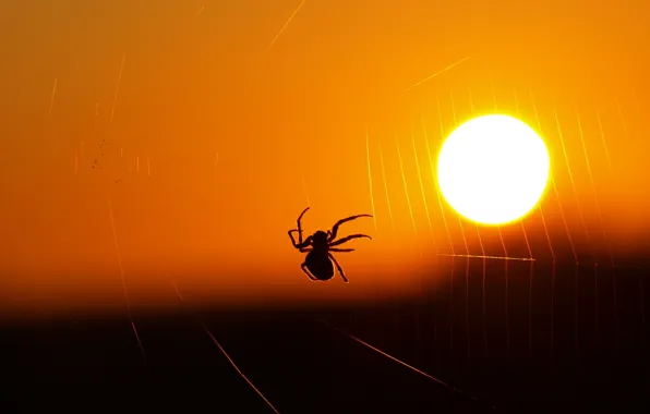 Picture light, web, spider