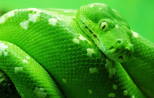 Look, snake, scales, Python, closeup, reptiles, reptiles, bright color