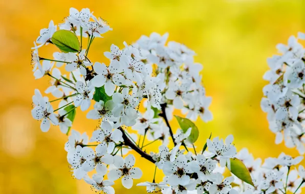 Macro, spring, garden, inflorescence