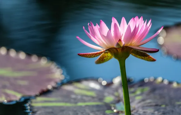 Leaves, water, Lily, water Lily