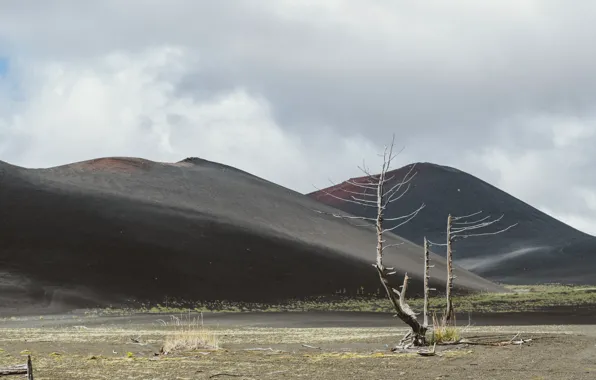 Picture sand, surface, ash, Heath, the trunk of the tree, vukan, lifelessly