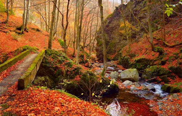 Picture Autumn, Forest, Stream, Fall, Foliage, Autumn, Forest, Leaves