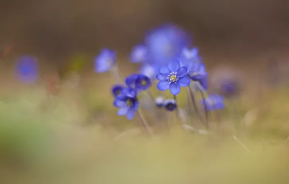 Picture flowers, nature, focus, blue