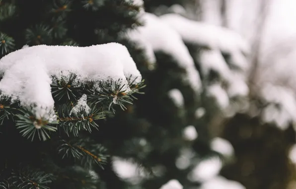 Snow, needles, tree, tree
