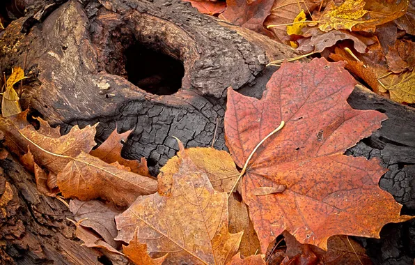 Picture autumn, macro, foliage, trunk, coal