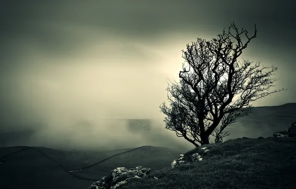Picture landscape, night, fog, tree, color