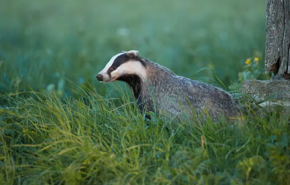 Picture grass, profile, face, badger