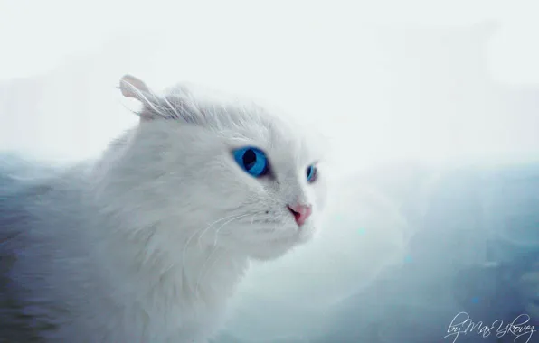 Macro, Game, White, Cat, Eyes