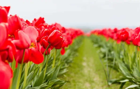 Macro, flowers, tulips