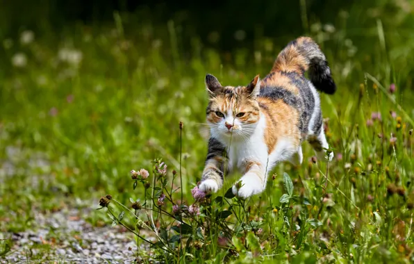 Greens, cat, summer, grass, look, face, flowers, nature