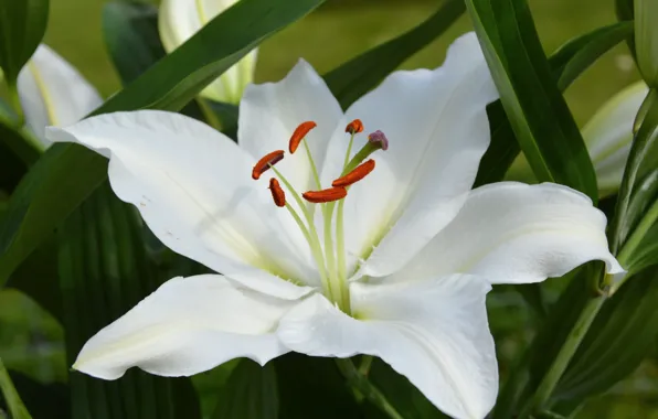 Macro, Lily, white