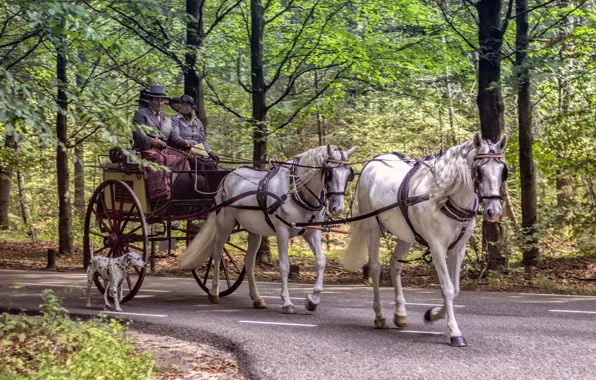People, dog, horse, wagon, Dalmatians, walk