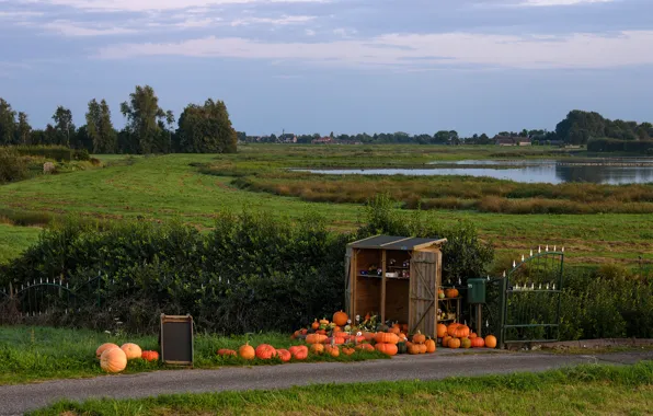 Picture road, greens, field, grass, trees, lake, the evening, pumpkin