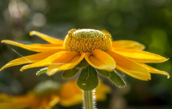 Picture flower, web, petals, Echinacea