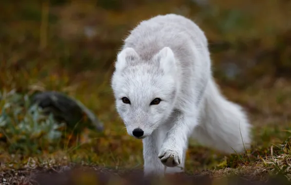 Nature, pose, walk, Fox