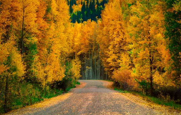 Road, autumn, forest, trees, nature