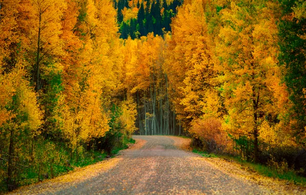 Picture road, autumn, forest, trees, nature