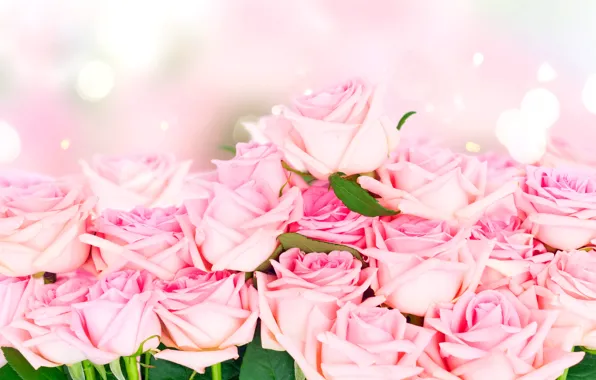 Roses, bouquet, pink, flowers, roses, pink roses