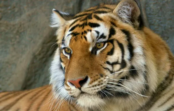 Picture predator, Tiger, Bengal